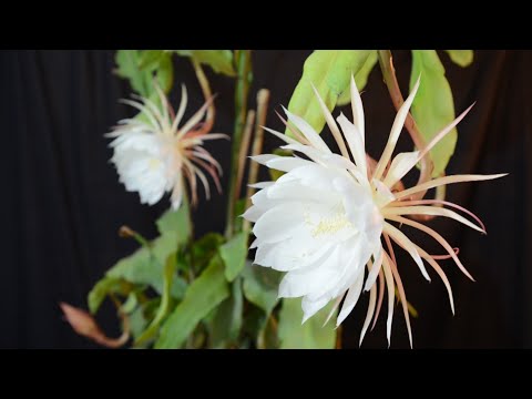 Night Flowering Cereus, Epiphyllum Oxypetalum, Or Moon Flower, Queen Of The Night Blooms Time-Lapse.