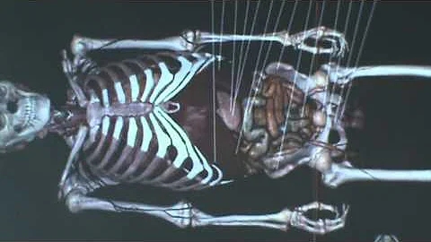 Lori Hays Abdominal Pelvic regions anatomage