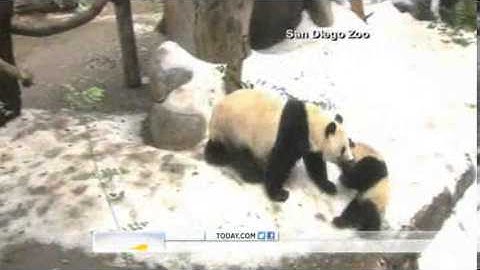 Pandas frolic in summer 