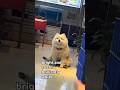 The Dog That&#39;s ALWAYS Smiling! 😄 (The Samoyed) #shorts