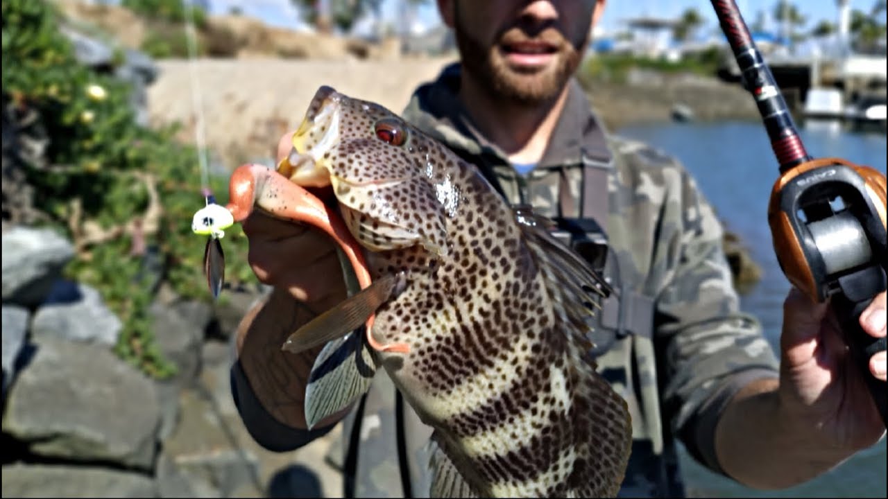 Shore Pounding San Diego Bay To Find Spotted Bay Bass! YouTube