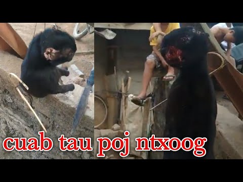 Video: A Qhia rau Cov Tsiaj qus Monkey Parks ntawm Nyiv