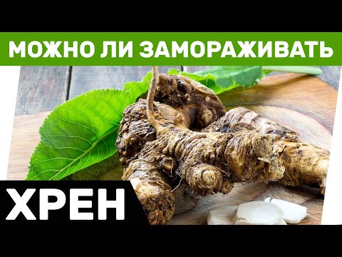 Можно ли замораживать хрен