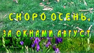 Скоро осень, за окнами август