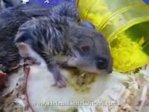 Baby Flying Squirrel Growth Chart