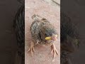 This Is How Baby Sparrow Sounds This Is How Baby Sparrow Sounds
