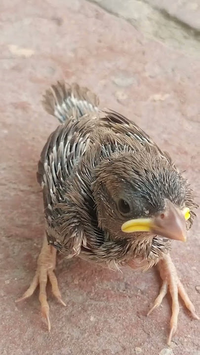 beginilah suara bayi Sparrow!!!