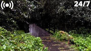 Rain Sounds Falling on the Forest Bridge | Relaxing Thunder Raindrops for Sleeping FAST &amp; Insomnia