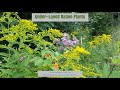 Under-Loved Native Plants Webinar 2020