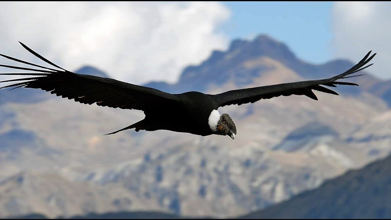 Ronny - Sierra Madre Del Su