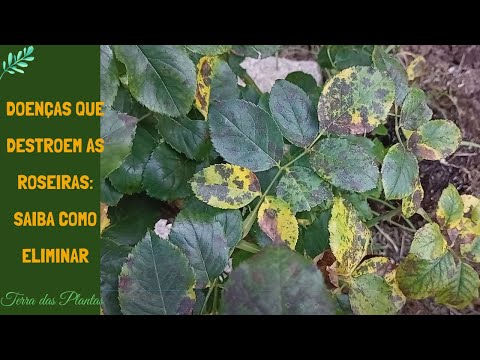 Vídeo: Rose Deformities - Causas de folhas e flores deformadas de rosa