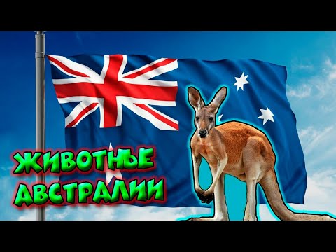 Животные Австралии / Animals of Australia