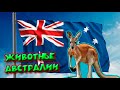 ЖИВОТНЫЕ АВСТРАЛИИ / ANIMALS OF AUSTRALIA