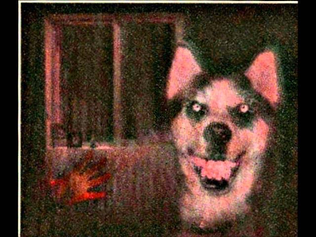 "Smile.dog" | CreepyPasta Storytime