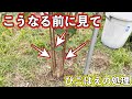 【こうなったら最悪】果樹栽培者が適切なひこばえの処理を紹介します.