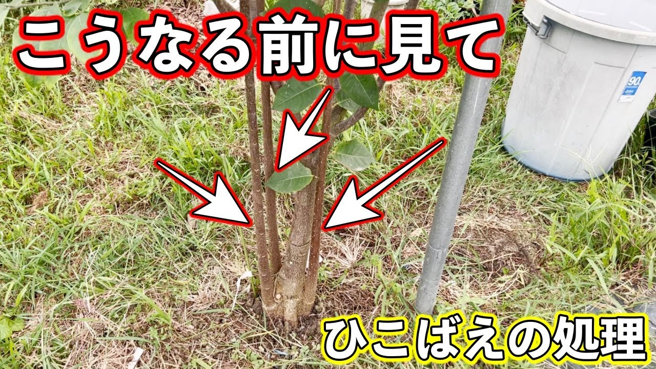 ひこ ば え