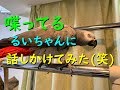 喋ってるるいちゃんに話しかけてみた(笑)ヨウムのるいちゃん