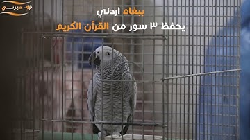 ببغاء اردني يحفظ ٣ سور من القرآن الكريم