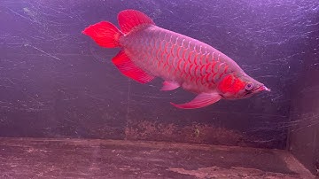 VẺ ĐẸP CỦA HUYẾT LONG SEPAUK | LONG THỊNH | HỒ CÔNG NGHỆ TỰ ĐỘNG HOÁ