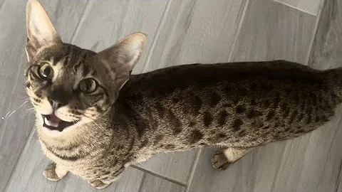 Watch the video about Sweet Good Morning Meows And Purrs From F2 Savannah Cat Zara. Cuteness Overload.