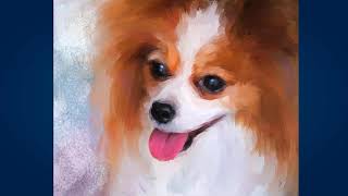 Папильон (Papillon) Папильон (Papillon)