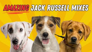 15 Amazing Jack Russell Mixes You Didn't Know Were Possible by The Smart Canine 1,244 views 3 months ago 12 minutes, 22 seconds