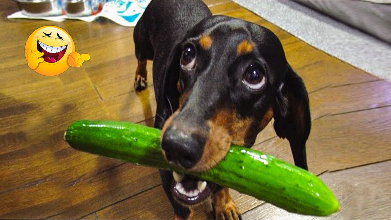 Best Funny Videos Compilation 🤣 Super Funny Animals That Will Make You Laugh Non-Stop 😹