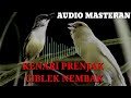 Audio  KOMBINASI KENARI, PRENJAK, CIBLEK NGEBREN cocok untuk MASTERAN burung LOMBA