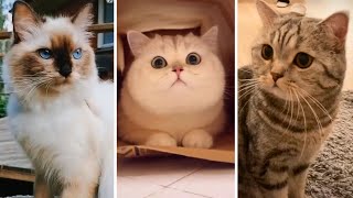 😂 YOU LAUGH YOU LOSE! 😹 Funny Moments of CATS Videos Compilation 😺 by Cats being CATS! 2,046 views 11 months ago 12 minutes, 30 seconds