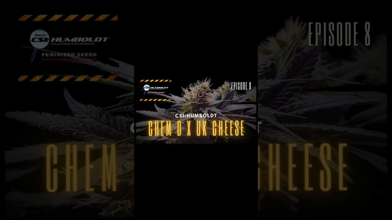 Chemdog D x UK Cheese from CSI:Humboldt on day 40 Flowering, Living Soil, Mars Hydro Reflector 24