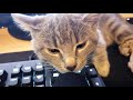 Kitten Purring Into Microphone | CAT ASMR