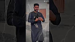 Aseel Bajle Murga jawa and short viral video clips #shortvideo2023