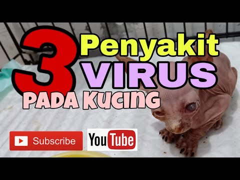 3 PENYAKIT VIRUS PALING SERING PADA KUCING