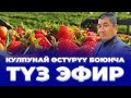 Кулпунай өстүрүү боюнча онлайн курс