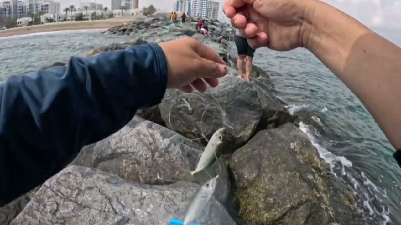 Fish Auction Fujairah | catch and cook