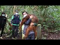 BKSDA Kalimantan Barat Lepasliarkan Dua Individu Orangutan ke TN Betung Kerihun