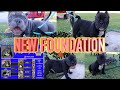 NEW FOUNDATION ( NEW Micro Bully )