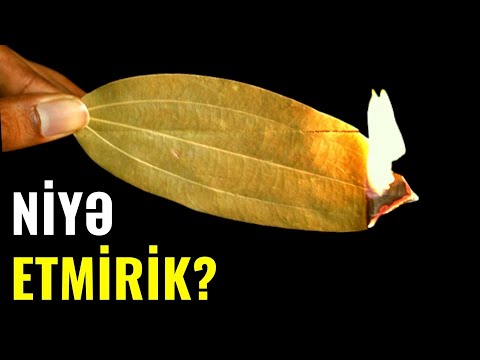Video: Yığmaq üçün hansı ağacdan istifadə olunur?
