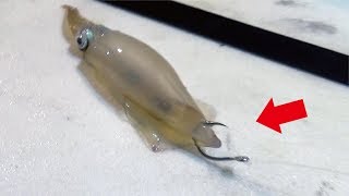小烏賊を釣って深い場所で泳がせてみたら(367話目)