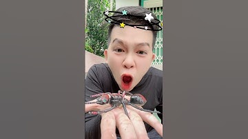 Con ốc nhỏ con ốc to con kiến khổng lồ#shorts