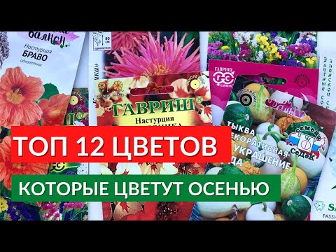 Цветы цветущие до заморозков. 12 Цветов, Которые Цветут До Глубокой осени.