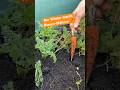 🥕 Frisch ernten statt einlagern: Möhren im Hochbeet