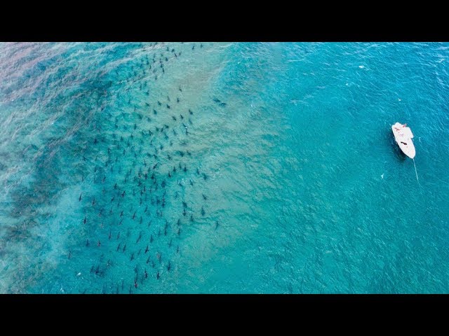 THOUSANDS OF SHARKS OFF FLORIDA COAST!!! (the annual blacktip migration)