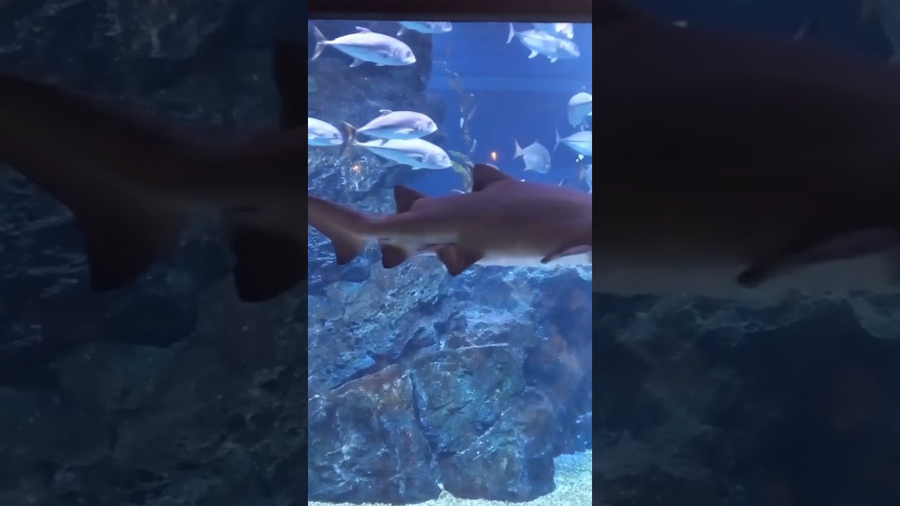 Black Tip Reef Sharks in Sea Life Ocean World Bangkok, Thailand located at Ground Floor Siam Paragon