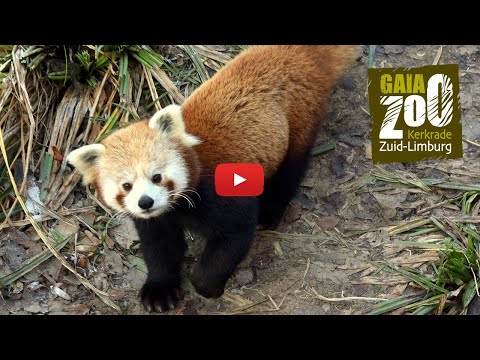 Video: Rode panda: foto, beschrijving, leefgebied