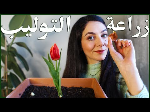 فيديو: هل يمكن أن تنمو زهور التوليب في الداخل؟
