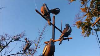 Palombes Migration Fin Octobre 2017