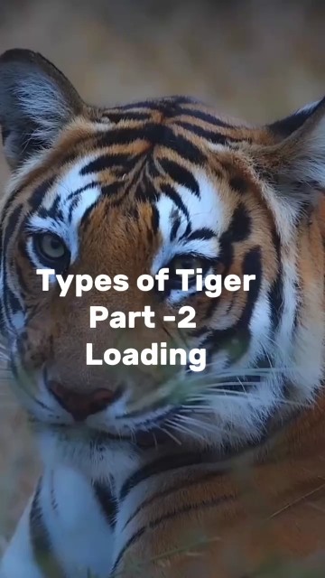 different types of Tiger part -2#ashedz #viral #animals #wildlife #