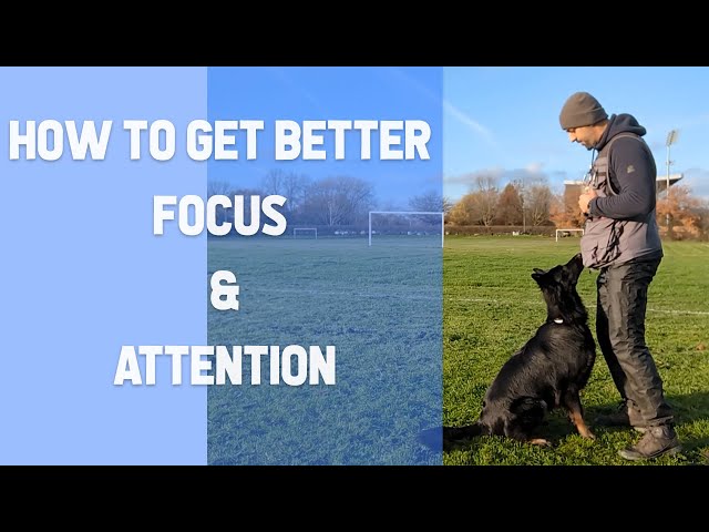 Dog Engagement exercise for better focus