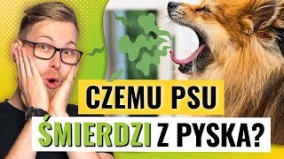 Przykry Zapach Z Pyska Psa O Czym Świadczy I Jak Się Go Pozbyć?
